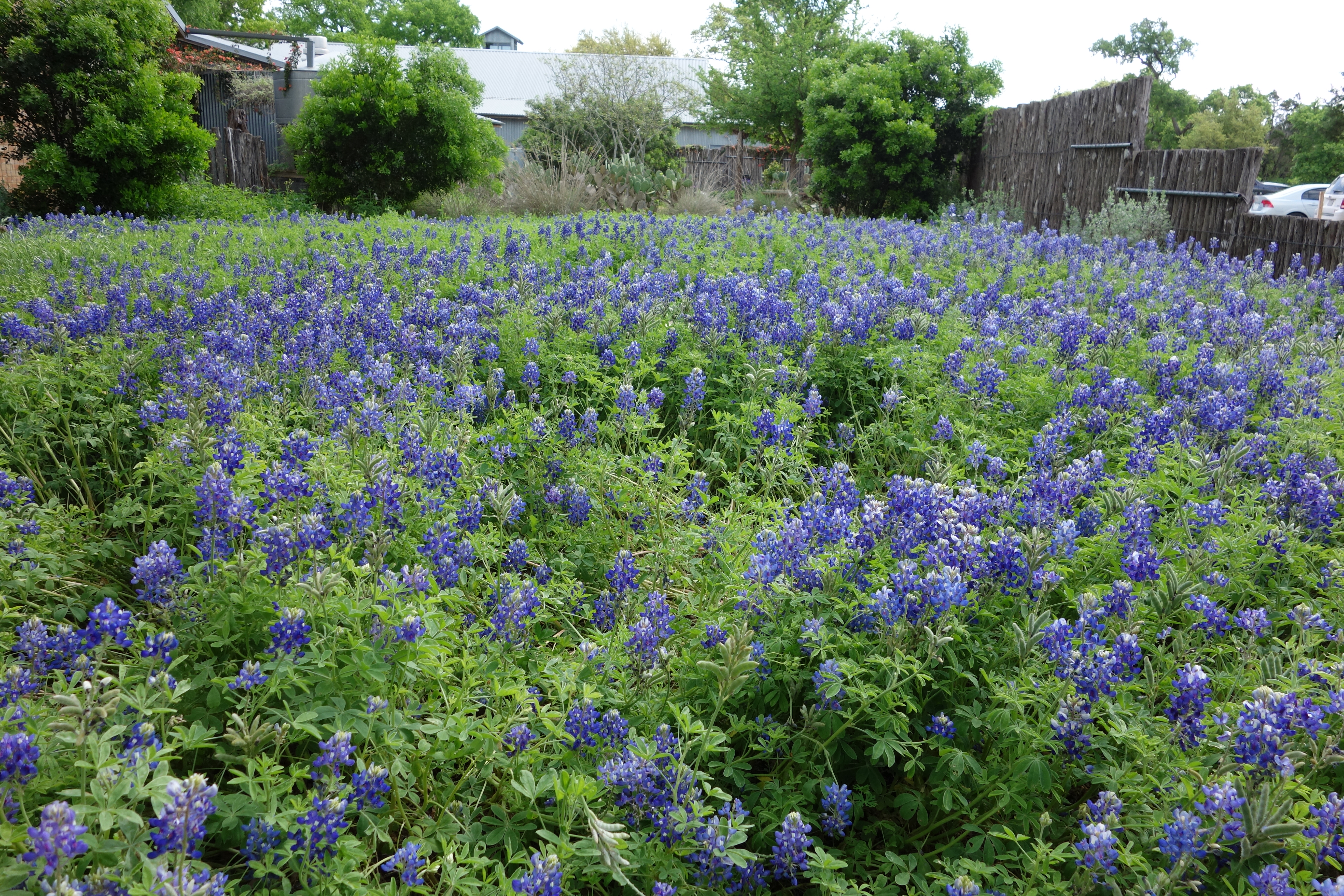 Wildflower Center Gears Up for Plant Sale